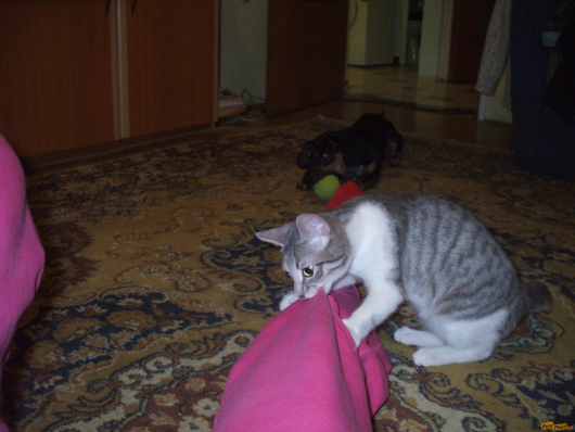 mex-pisi-034.jpg