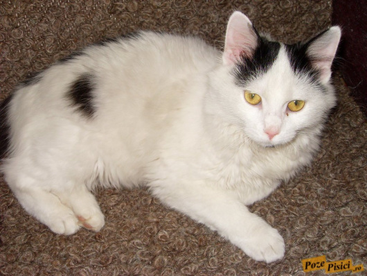 VLUU L100, M100  / Samsung L100, M100