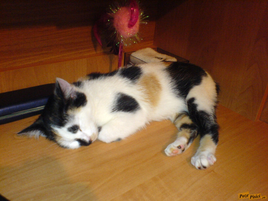 dsc07385.jpg