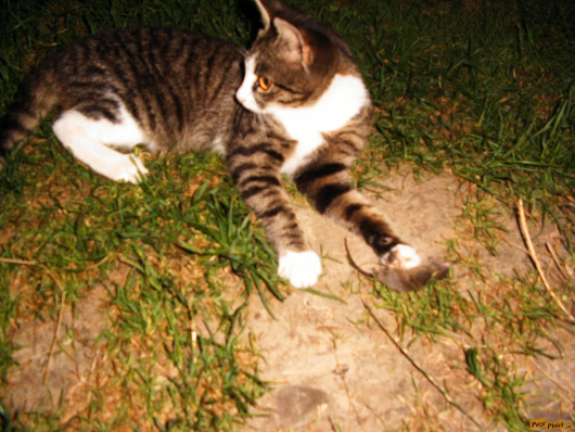 Exif_JPEG_422