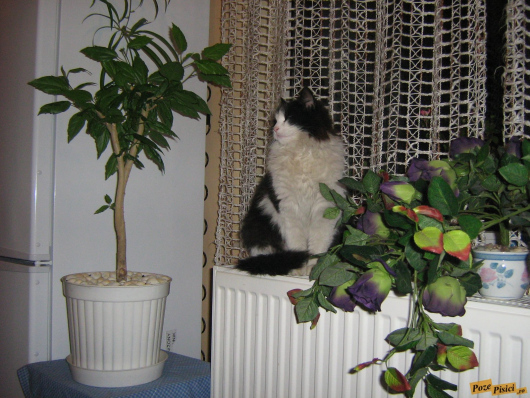 picture-002.jpg