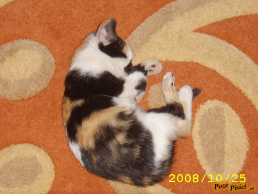 sta60072.jpg