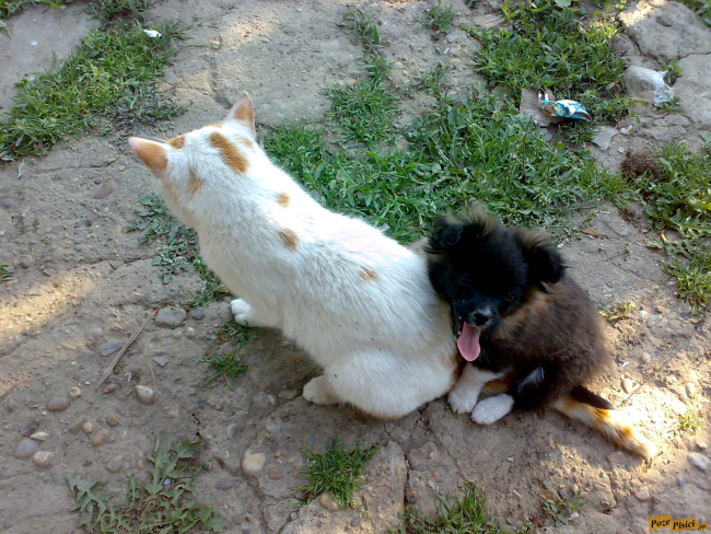 cat
