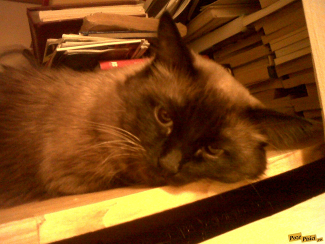 img00076-20100202-2019