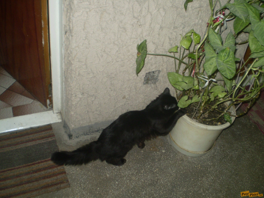 poze pisici